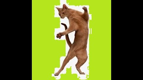 funny cat dance - Dump A Day [funny vines] 2021