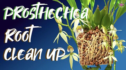 Prosthechea cochleata repot & clean up | SIX new growths | How to clean extensive orchid root system