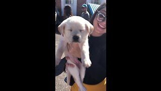 Exhausted puppy falls asleep during the middle of a parade