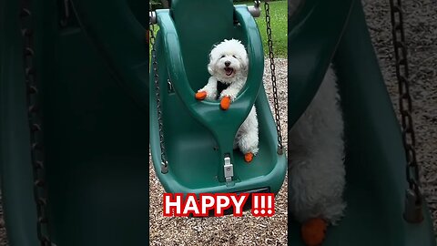 Happy on a Swing !!!