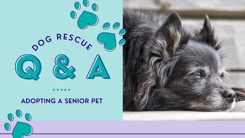 What to Expect When Adopting a Senior Dog_ How to Take Care Of a Senior Dog