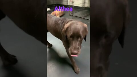 [Shorts 0155] ALTHEA [#dogs #doggos #doggos #puppies #dogdaycare]