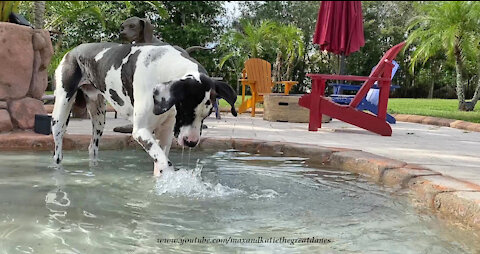 Happy Harlequin Great Dane Has Fun With Pool Fountains