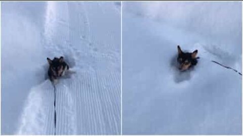 Liten corgi sliter i snøen