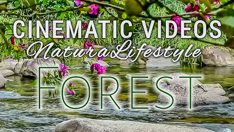 Cinematic video for Nature। Cinematic experience in wild। Nature Lifestyle in the Wild and Forest