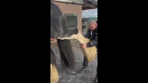 Horse Fitness