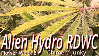 Alien RDWC In Flower Week 8: Spider Farmer SE7000 Full Garden Update