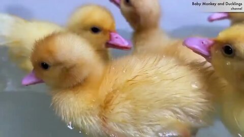 Funny Ducklings jump and swim in the mini bath for baby