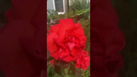 Gorgeous red rose -beautiful London flowers