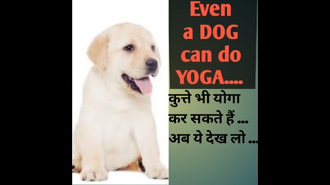 DOG CAN DO YOGA AS WELL .....TRUST ME