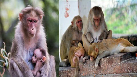 Naughty baby monkey playing with mother.