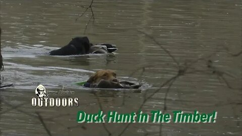 Duck Hunt in the Timber!