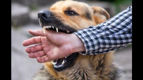 How To Make Dog Become Fully Aggressive With Few Simple Tips