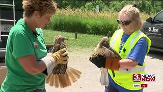 Injured birds release