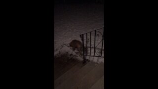 Mocha decides snow if fun