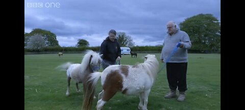 Miniature Horses Go Dating ❤️