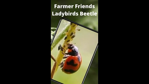 Ladybird beetle