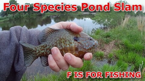 Four Species Pond Slam