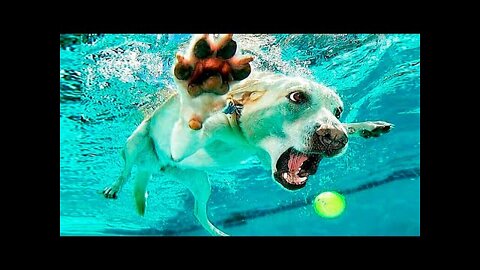 Funniest Animals Videos - Best Crazy Cats😹 and Hilarious Dogs🐶 Videos 2022