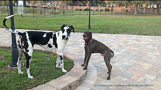 Funny Great Danes Greet GSP German Shorthaired Pointer