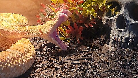 Crazy Food Response From Western Diamondback Rattlesnake Live Feeding