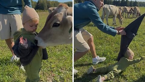 Little baby falls as big cow tugs his fuzzy jacket