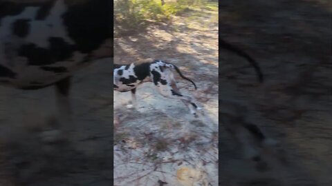 Galloping Great Dane #shorts #great Dane #outside #amos