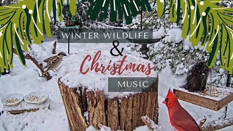 Squirrels and Birds in Falling Winter Snow with Holiday Music