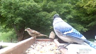 Cute House Sparrow Couple