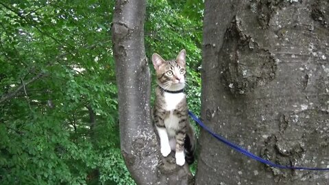 Cute Kitten Climbs in a Tree