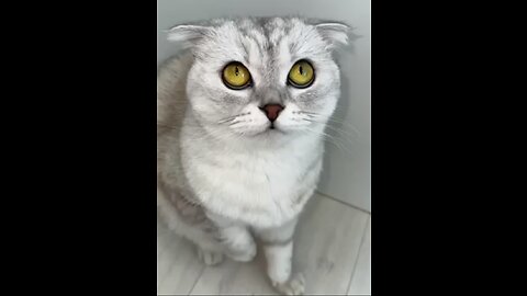 Cat video