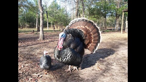 Guinea Fowl vs Turkey Hen