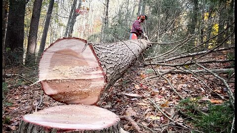 #37 Harvesting HEMLOCKS