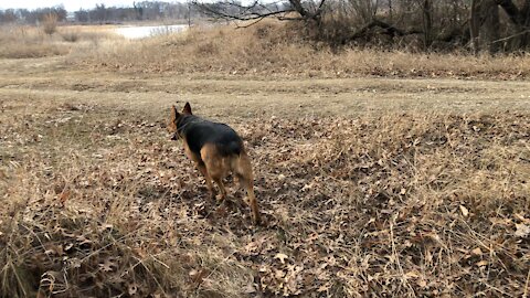 It’s A Australian Shepard Cattle Dog