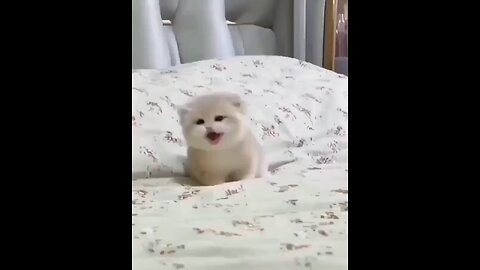 cute cat puppy 😻