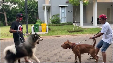 Pitbull Meets Alaskan Dog