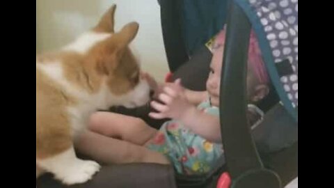 Corgi dog and baby girl fall for each other on first date