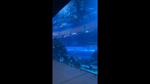 Worlds bigger fish aquarium in Dubai mall