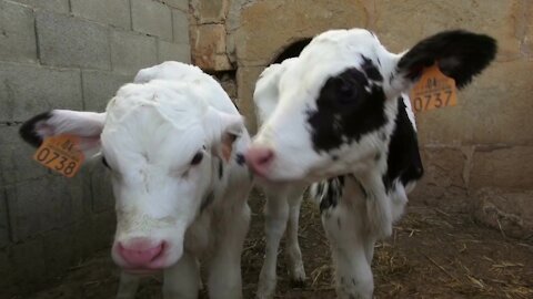 cow eating a feed . Cattle Farm