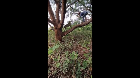 Leopard attacks human