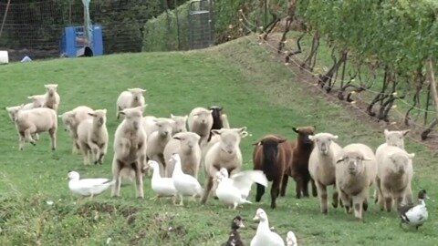 Sheep, birds and wine? A natural combination for this Ontario winery