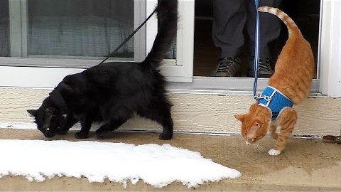 First Time Walking Cats in the Snow