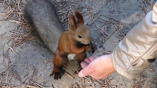 Squirrel and nuts