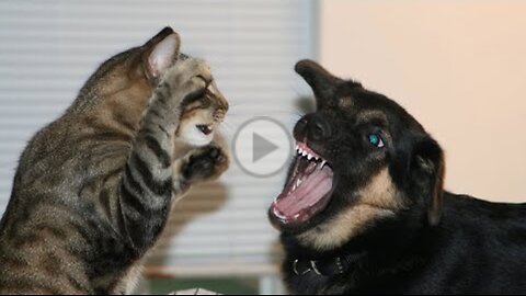 Cats vs Dogs fights - angry cats vs dogs funny compilation