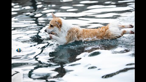 Teaching My Dogs How To Swim