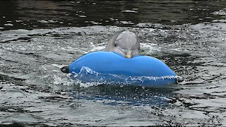 Playful dolphins just want to have fun