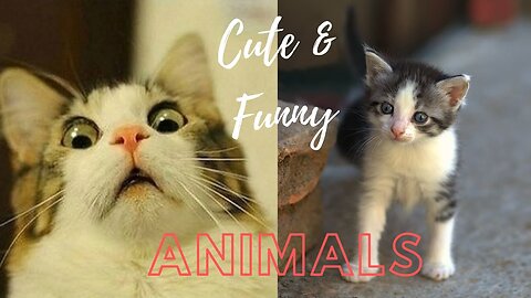 Cute And Funny Pets Try Not To Laugh To These Pets Compilation