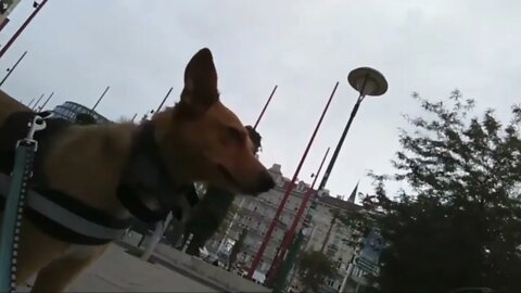 Selbst der Hund von Manuel Mittas will flüchten (Kurzvideo)