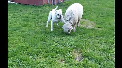 Sheep and Bulldog Play Together | ScenicScenes4