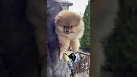 😂 cute dog video 😂, part 147 #shorts